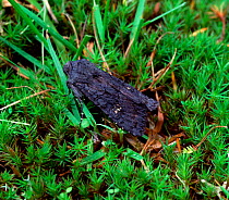 Black rustic moth (Aporophyla nigra) Argory Moss, County Armagh, Northern Ireland, UK, September
