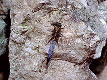 Black-tailed skimmer dragonfly (Orthetrum cancellatum) sunning on stone, Lough Carra, County Mayo, Northern Ireland, UK