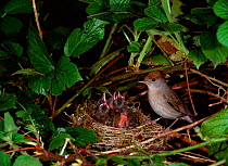 Blackcap (Sylvia atricapilla) female at nest in hedgerow, Crom Estate, County Fermanagh, Northern Ireland, UK, May