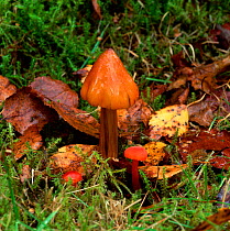 Blackening waxcap fungus (Hygrocybe nigrescens)  Peatlands, County Armagh, Northern Ireland, UK