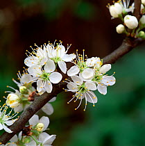 Blackthorn blossom (Prunus spinosa) County Down, Northern Ireland, UK, March