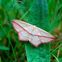 Blood-vein moth (Timandra griseata) Nottingham, UK, August