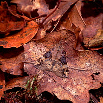 Bloxworth snout moth (Hypena obsitalis) camouflaged on leaf litter, Torquay, Devon, UK, September