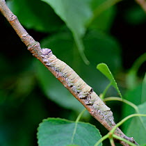 Caterpillar larva of Blue underwing moth (Catocala fraxini) UK