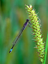 Blue-tailed damselfly (Ischnura elegans violacea) Selshion Moss, County Armagh, Northern Ireland, UK, June