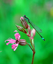 Blue-tailed damselfly (Ischnura elegans) on Ragged robin flower, Selshion Moss, County Armagh, Northern Ireland, UK, May