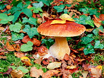 Cep / Penny bun fungus (Boletus edulus) Annagarriff Wood NNR, Peatlands, County Armagh,  Northern Ireland, UK, October
