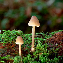 Bonnet mushroom fungus (Mycena sp) Clare Glen, County Armagh, Northern Ireland, UK, November