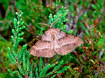 Bordered grey moth (Selidosema brunnearia) Mullnakill NNR, Peatlands, County Armagh, Northern Ireland, July