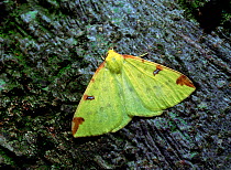 Brimstone moth (Opisthograptis luteolata) Banbridge, County Down, Northern Ireland, UK, June