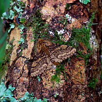 Brindled beauty moth (Lycia hirtaria) camouflaged on tree bark, Cladagh Glen NNR, County Fermanagh, Northern Ireland, UK, April