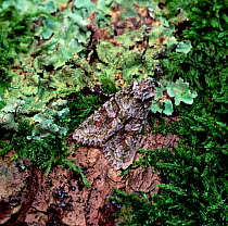 Brindled green moth (Dryobotodes eremita) camouflaged on tree bark, UK