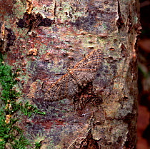 Brindled pug moth (Eupithecia abbreviata) camouflaged resting on tree bark, Rostrevor Oakwood NNR, County Down, Northern Ireland, UK, March