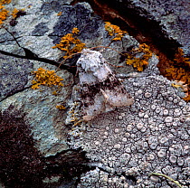 Broad-barred white moth (Hecatera bicolorata) camouflaged, resting on stone wall, Murlough House, County Down, Northern Ireland, UK, June