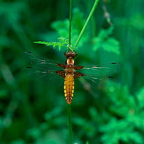 Broad-bodied chaser dragonfly (Libellula depressa) at rest, female, Hampshire, UK, June