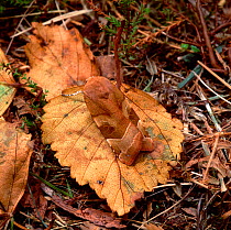 Broad-bordered yellow underwing moth (Noctua fimbriata) camouflaged on fallen leaf, Rostrevor Oakwood NNR, County Down, Northern Ireland, June