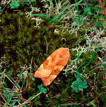 Broad-bordered yellow underwing moth (Noctua fimbriata) resting on moss, County Down, Northern Ireland, UK, July