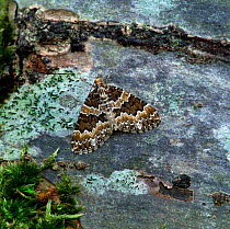 Broken-barred carpet moth (Electrophaes corylata)  at rest on stone, Brackagh Moss NNR, County Armagh, Northern Ireland, UK, May