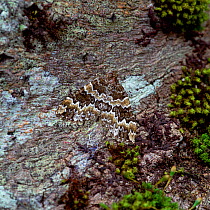 Broken-barred carpet moth (Electrophaes corylata)  camouflaged at rest on bark, Annagarriff Wood NNR, County Armagh, Northern Ireland, UK, May