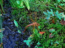 Brown hawker dragonfly (Aeshna grandis) female at wetlands, Brackagh Moss NNR, County Down, Northern Ireland, UK, August