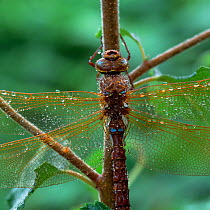 Brown hawker dragonfly (Aeshna grandis) with wings covered in dew, Brackagh Moss NNR, County Down, Northern Ireland, UK, July