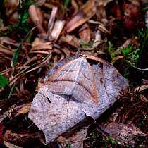 Brown silver-line moth (Petrophora chlorosata) camouflaged on fallen leaf, Slieve Gullion Forest Park, County Armagh, Northern Ireland, UK, May
