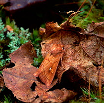 Brown-line bright-eye moth (Mythimna conigera) camouflaged on fallen leaf, Slyne Head, County Galway, Republic of Ireland, July