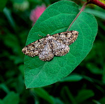 Brussels lace moth (Cleorodes lichenaria) resting on leaf, Lackan Bog, Ballyroney, County Down, Northerm Ireland, UK, July