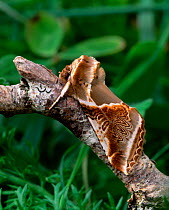 Buff arches moth (Habrosyne pyritoides) resting on branch, camouflaged, Lackan Bog, Ballyroney, County Down, Northern Ireland, UK, July