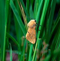 Buff ermine moth (Spilarctia luteum) resting on grass, Ireland