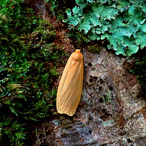 Buff footman moth (Ellema depressa)  Republic of Ireland
