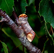 Buff-tip moth (Phalera bucephala) camouflaged on branch, Lackan Bog,  County Down, Northern Ireland, UK, June