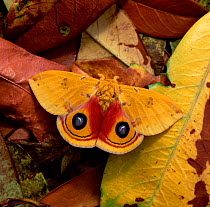 Bull's eye / Io moth (Automeris io) female displaying eyespots against fallen leaves of tropical forest, South America, June