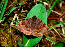 Burnet companion moth (Euclidia glyphica) resting with wings open on leaf, Monawilkin ASSI, County Fermanagh, Northern Ireland, UK, June