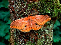 Japanese giant silkworm moth (Caligula japonica) resting on tree trunk with wings open.