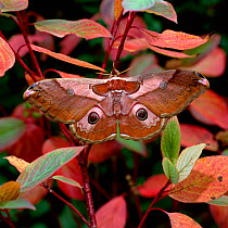 Silk moth (Caligula simla) female camouflaged against leaves, North East India, November