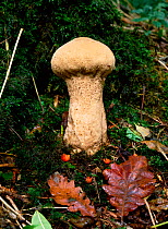 Puffball fungus (Calvatia excipuliformis) Clare Glen, County Armagh, Northern Ireland, UK, November