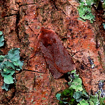 Chestnut moth (Conistra vaccinii) resting on tree trunk, Argory Moss,  County Armagh, Northern Ireland, UK, March