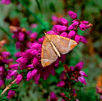 Chevron moth (Eulithis testata) on Bell heather flowers, Ballykinler Dunes, County Down, Northern Ireland, UK, September