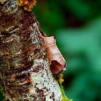 Chocolate tip moth (Clostera curtula) camouflaged on tree trunk, Kent, UK, April