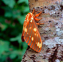 Hickory horned devil moth (Citheronia regalis) male resting on tree trunk, Eastern USA, June