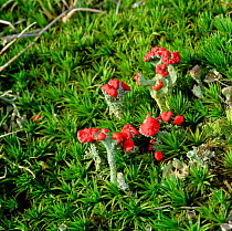 Lichen (Cladonia coccifera) with red spore-producing reproductive structures, growing in hummock of moss, Mourne Mountains, County Down, Northern Ireland, UK, January