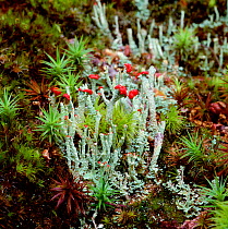 Lichen (Cladonia ficerkeana) with red spore producing reproductive structures, Killarney National Park, County Kerry, Republic of Ireland, April