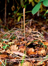 Fungus (Clavariadelphus fistulosus) Annagarriff Wood NNR, Peatlands, County Armagh, Northern Ireland, UK, November