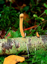 Fairy club fungus (Clavariadelphus contorpus) growing on fallen branch, Annagarriff Wood NNR, Peatlands, County Armagh, Northern Ireland, UK, October