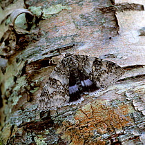 Clifden nonpareil / Blue underwing moth (Catocala fraxini) camouflaged on tree trunk, southern England, UK, August
