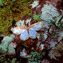 Clouded border moth (Lomaspilis marginata) (form diluta) resting on moss and lichen, Killarney National Park, County Kerry, Republic of Ireland, April