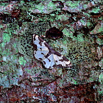 Clouded border moth (Lomaspilis marginata) resting on lichen-covered tree trunk, Argory Moss, Derrycaw, County Armagh, Northern Ireland, UK, May