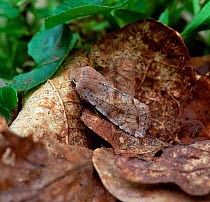 Clouded drab moth (Orthosia incerta) camouflaged on fallen leaf, Oxford Island NNR, County Armagh, Northern Ireland, UK, April