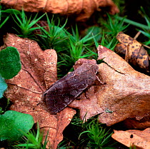 Clouded drab moth (Orthosia incerta) on fallen leaf, Rostrevor Oakwood NNR, County Down, Northern Ireland, UK, March